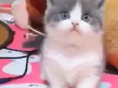 -Bastet sally猫舍购宠(静安店)