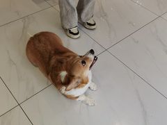 -可蒙动物医院·猫科·骨科中心(首义路店)