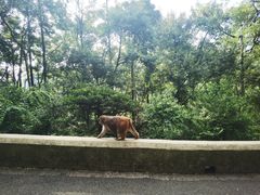-黔灵山公园