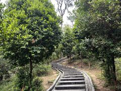 -火炉山森林公园