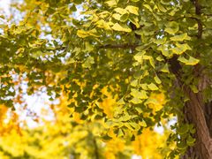 -三里屯东五街银杏大道