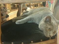 -more than meow吴止猫主题餐厅(承德 中船汇店)