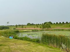 -合肥滨湖国家森林公园