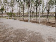 -西青郊野公园
