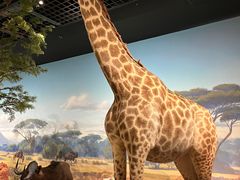 -陕西自然博物馆