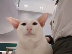 -飞行喵MR PILOT|猫舍·猫咖(静安大融城店)