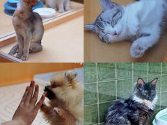 -帕帕拉兹宠物(亚洲旗舰店)