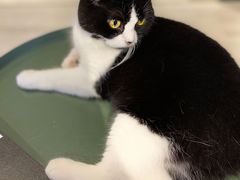 -猫儿山۰猫主题餐厅