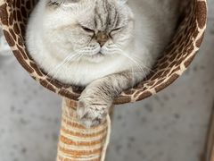 -喵园·猫主题咖啡厅·撸猫·猫咖(国贸店)