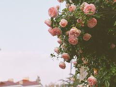 -春风十里咖啡馆