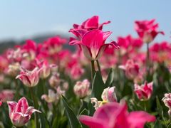 -径山花海
