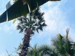 -西双版纳原始森林公园