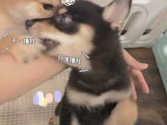 -柯斗斗主题餐厅·狗咖·围炉煮茶·茶饮(国瑞升平里店)