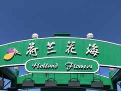 -荷兰花海