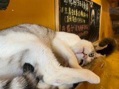 -猫猫幼稚园·撸猫·桌游·电玩