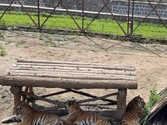 -横道河子东北虎林园
