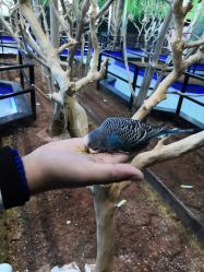 -未来动物城动物主题公园(大悦城店)