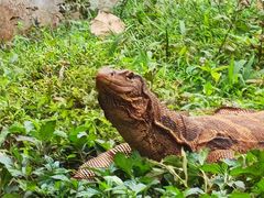 -海南热带野生动植物园