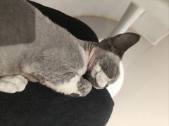 -琪喵猫屋·撸猫猫咖·猫舍