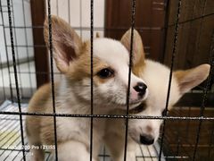 -艾贝尔宠物医院 ·内科全科(梁溪路店)