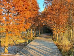 -溱湖国家湿地公园