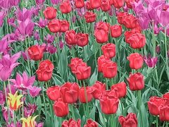 -国家植物园南园