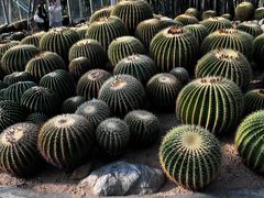 -深圳仙湖植物园