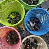 这样的赶海应该没有人不喜欢吧(2)图文篇🥰🥰🥰