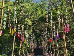 -西双版纳原始森林公园