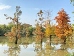 -上海长兴岛郊野公园