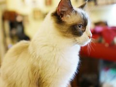 -猫色咖啡·猫咖