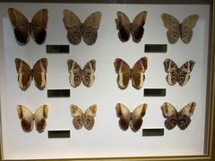 -上海昆虫博物馆