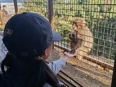 -岚山猴子公园