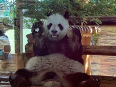 -西霞口神雕山野生动物世界