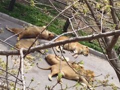 -大连森林动物园