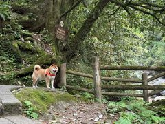 -西岭雪山大飞水景区