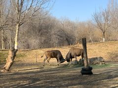 -北京野生动物园