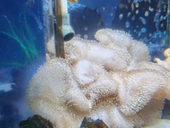 -锦艺城海洋馆