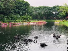 -广州长隆飞鸟乐园