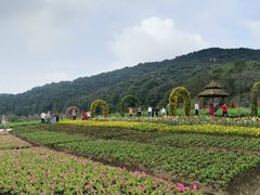 -广州市石门国家森林公园