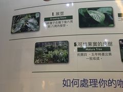 -巴厘岛黄金金兔咖啡工厂