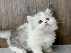 -小猫来了·猫舍(红山六九七九店)