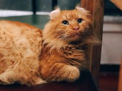 -猫小院猫主题咖啡厅(北锣店)