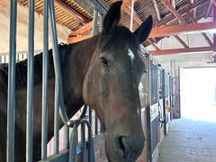 -北京群众马术培训基地