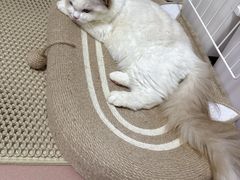 -瑞鹏宠物医院华南总院·夜诊·心脏科·骨科