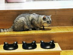 -啵啵喵·猫咖(攀华国际店)