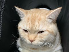 -伟伟宠物医院·CT影像中心·瑞派犬猫综合性门诊(汉口总院)