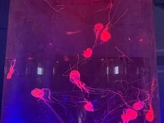 -北戴河圣蓝海洋公园