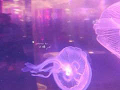 -梦幻海洋王国(吾悦广场张家港店)