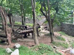 -都江堰中华大熊猫苑